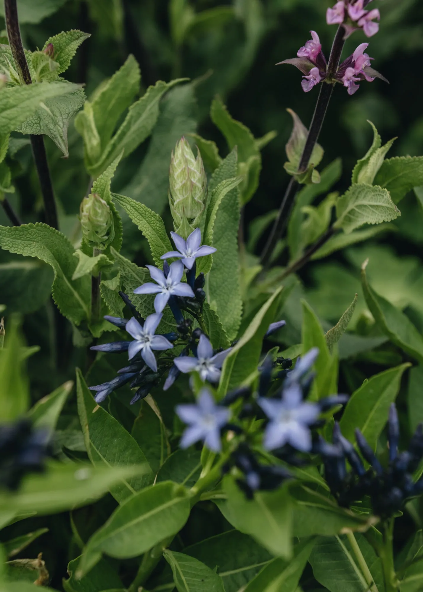 Amsonia Blue Ice