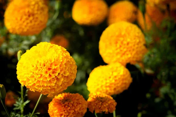 Bentley Seed Company – Marigolds for Mom - Marigold Seed Packet