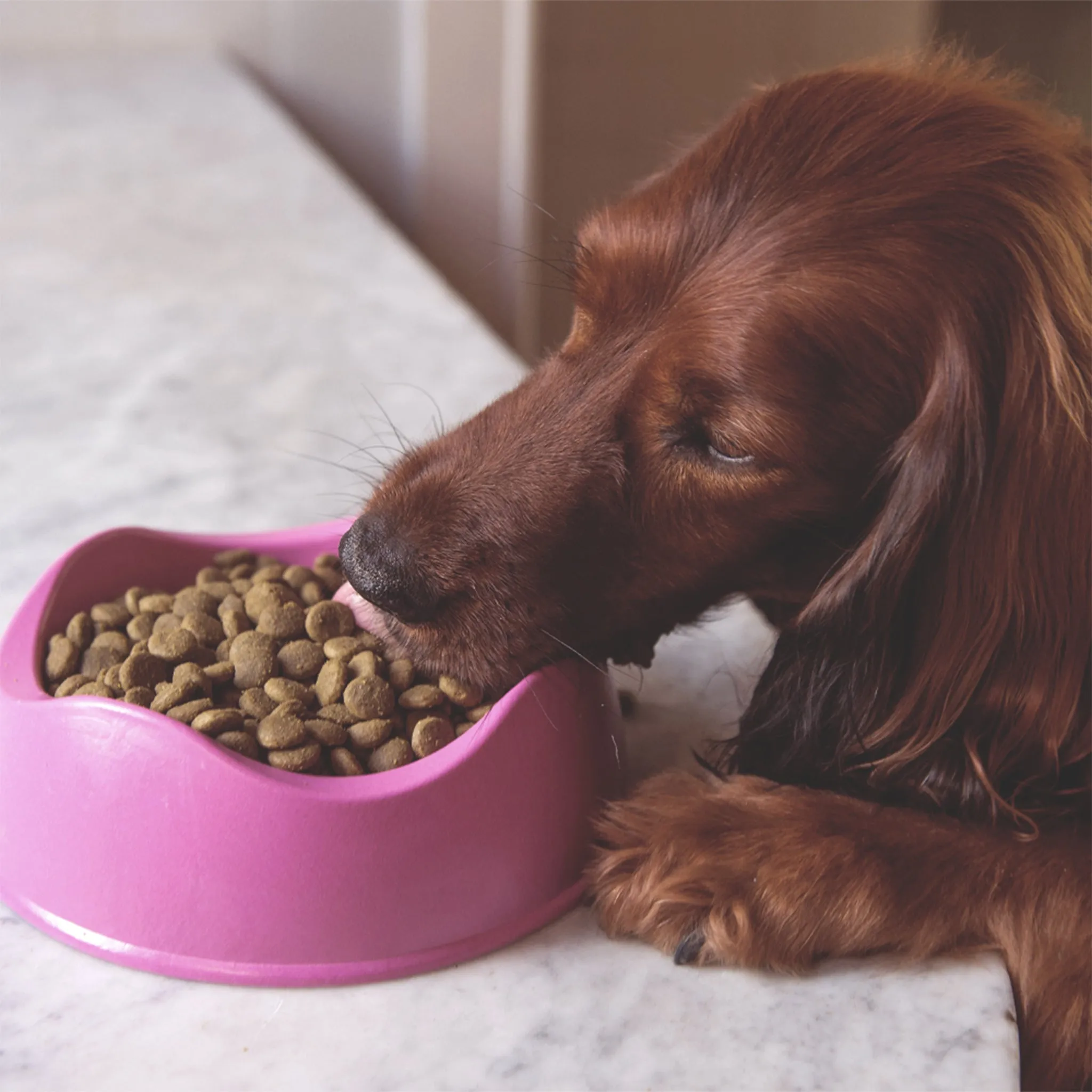 Blue eco friendly biodegradable dog bowl