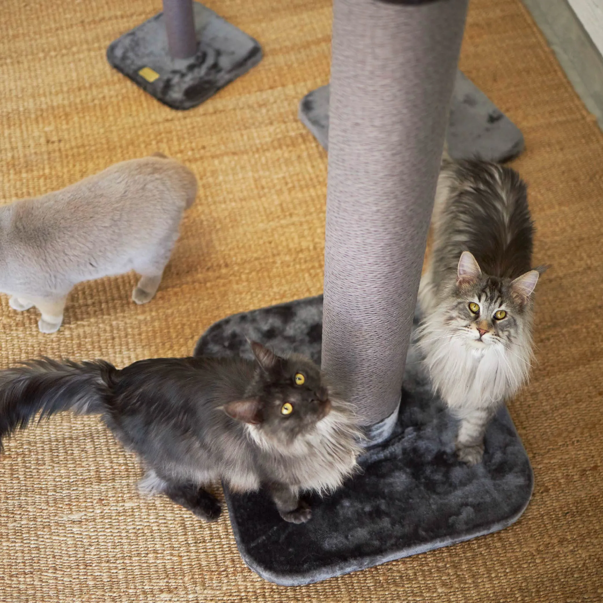 Eco Kitty Scratch Post in Charcoal - Large