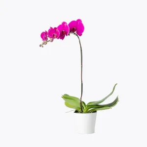 Exquisite Purple Orchid