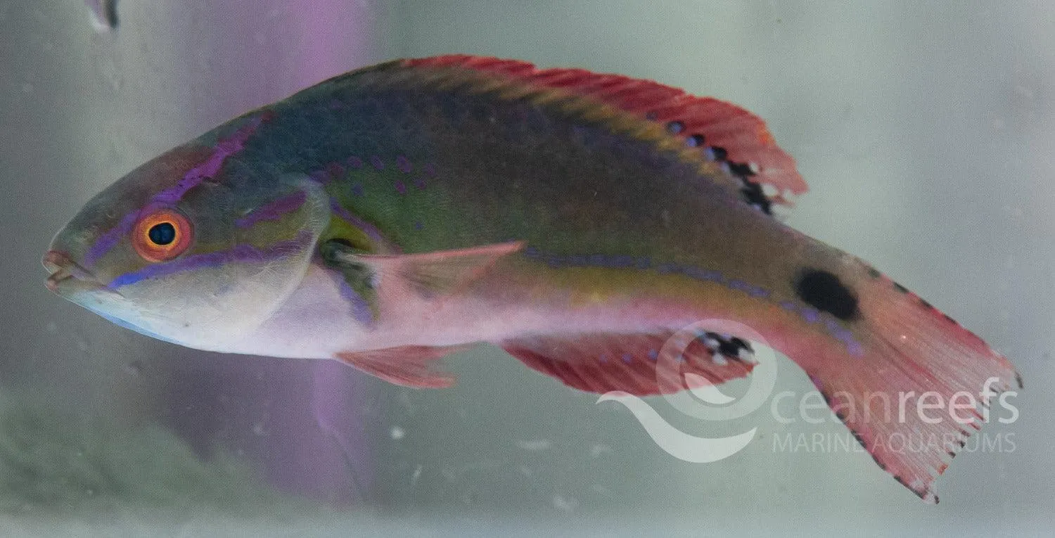 Exquisite wrasse