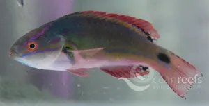 Exquisite wrasse