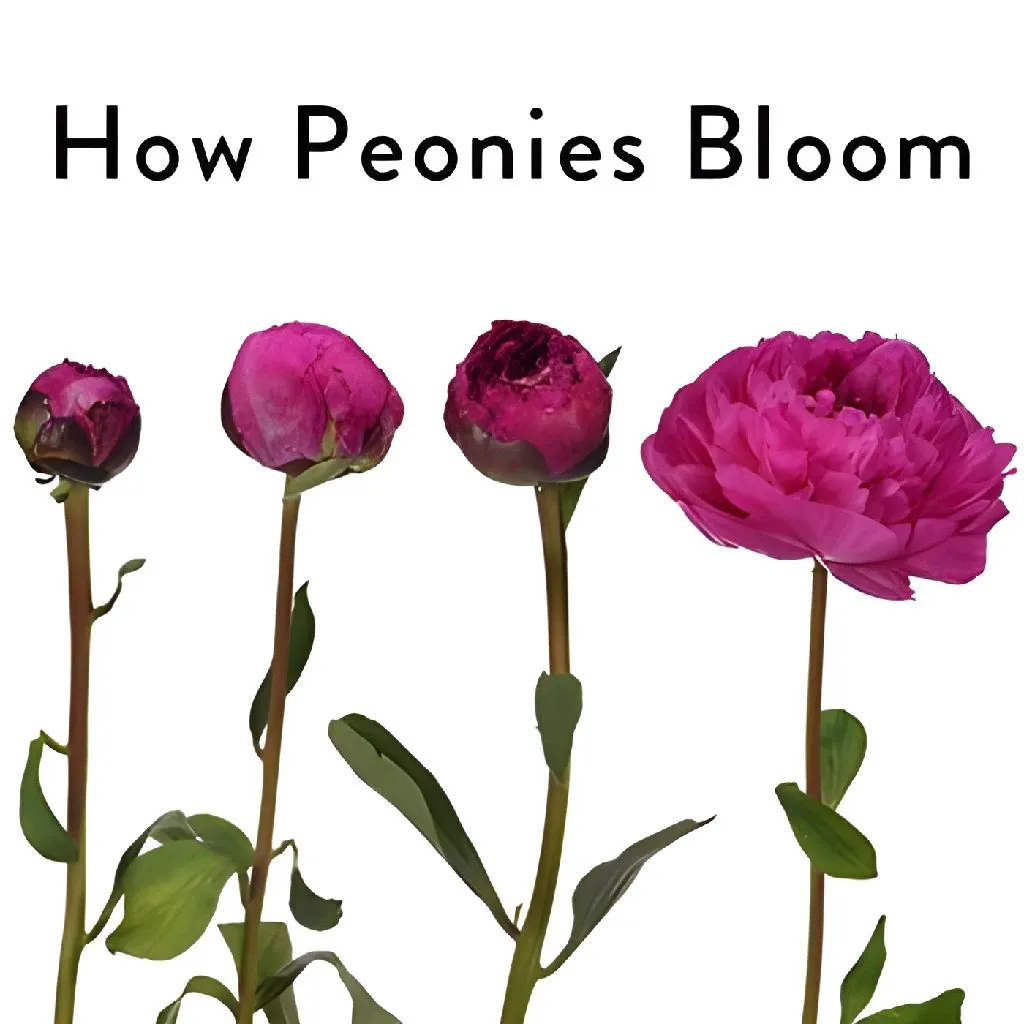 Hot Pink Peonies for November Delivery