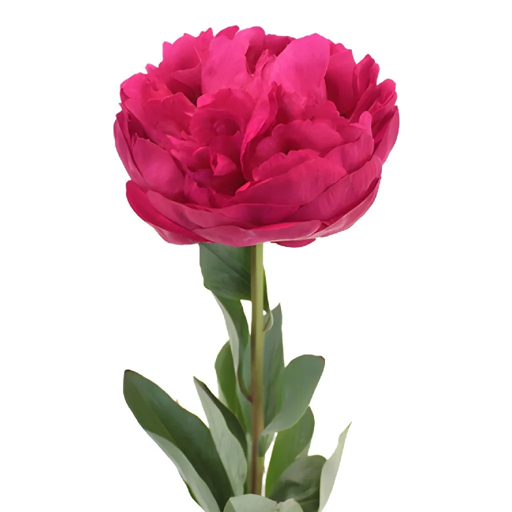 Hot Pink Peonies for November Delivery