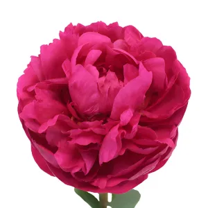 Hot Pink Peonies for November Delivery