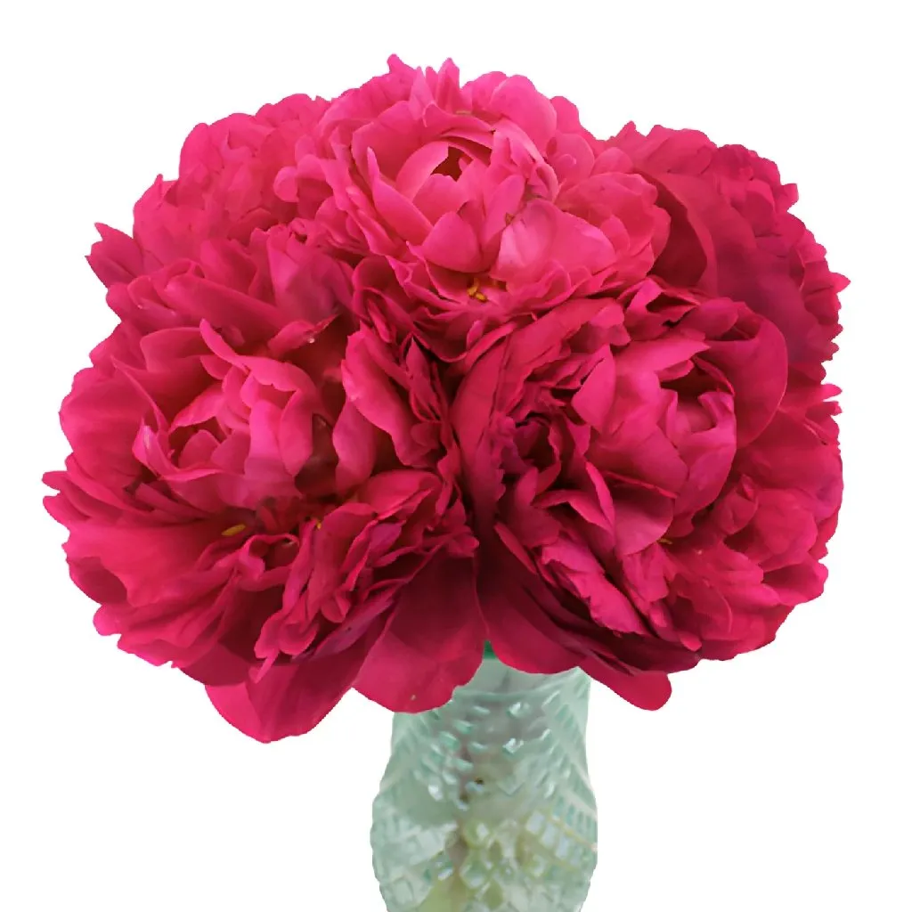 Hot Pink Peonies for November Delivery