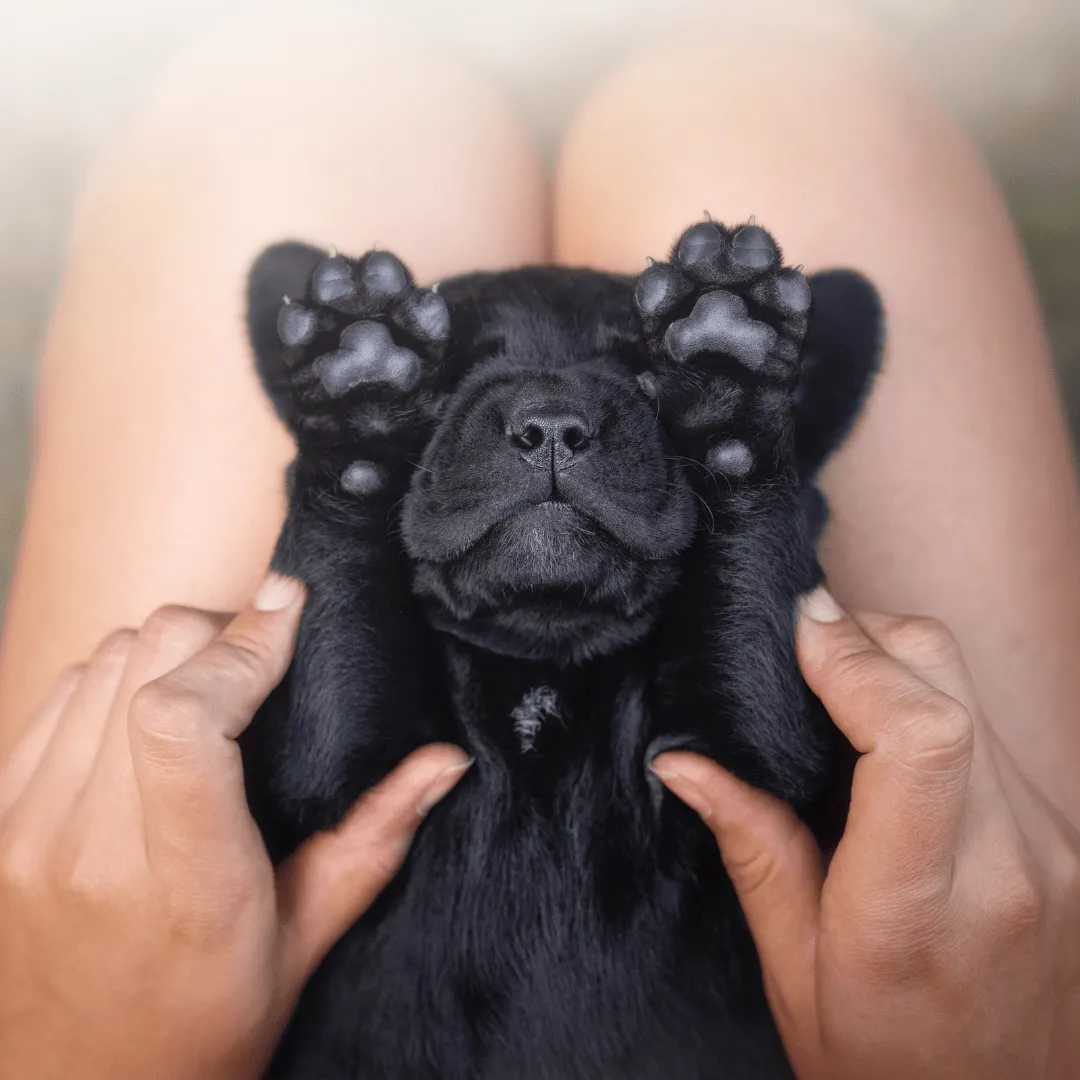 Moss   Pearl Soap Company- Dog Nose and Toes smoothing Paw Balm