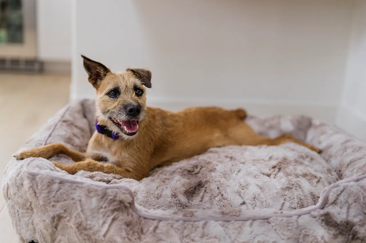 [Pre Order] Lounge Dog Bed: Dreamland Frost Grey