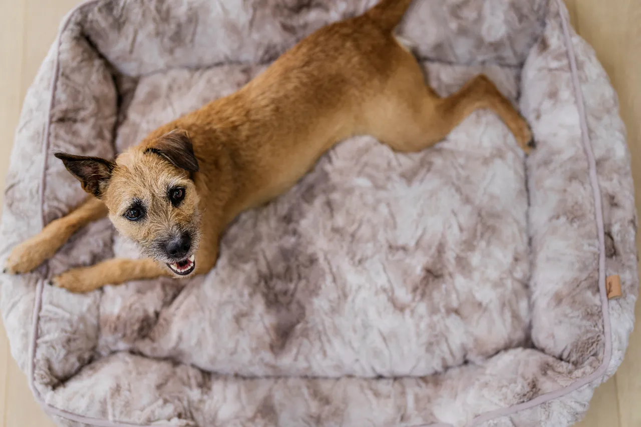 [Pre Order] Lounge Dog Bed: Dreamland Frost Grey