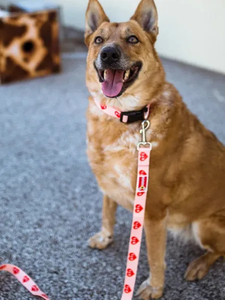 The Eco Friendly Dog Leash
