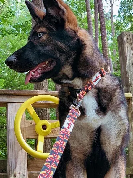 The Eco Friendly Dog Leash