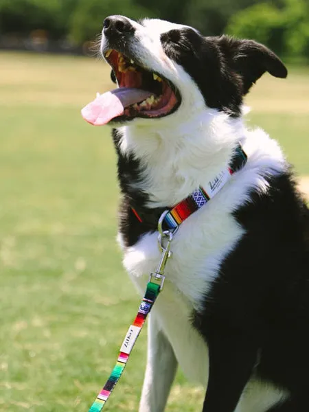The Eco Friendly Dog Leash